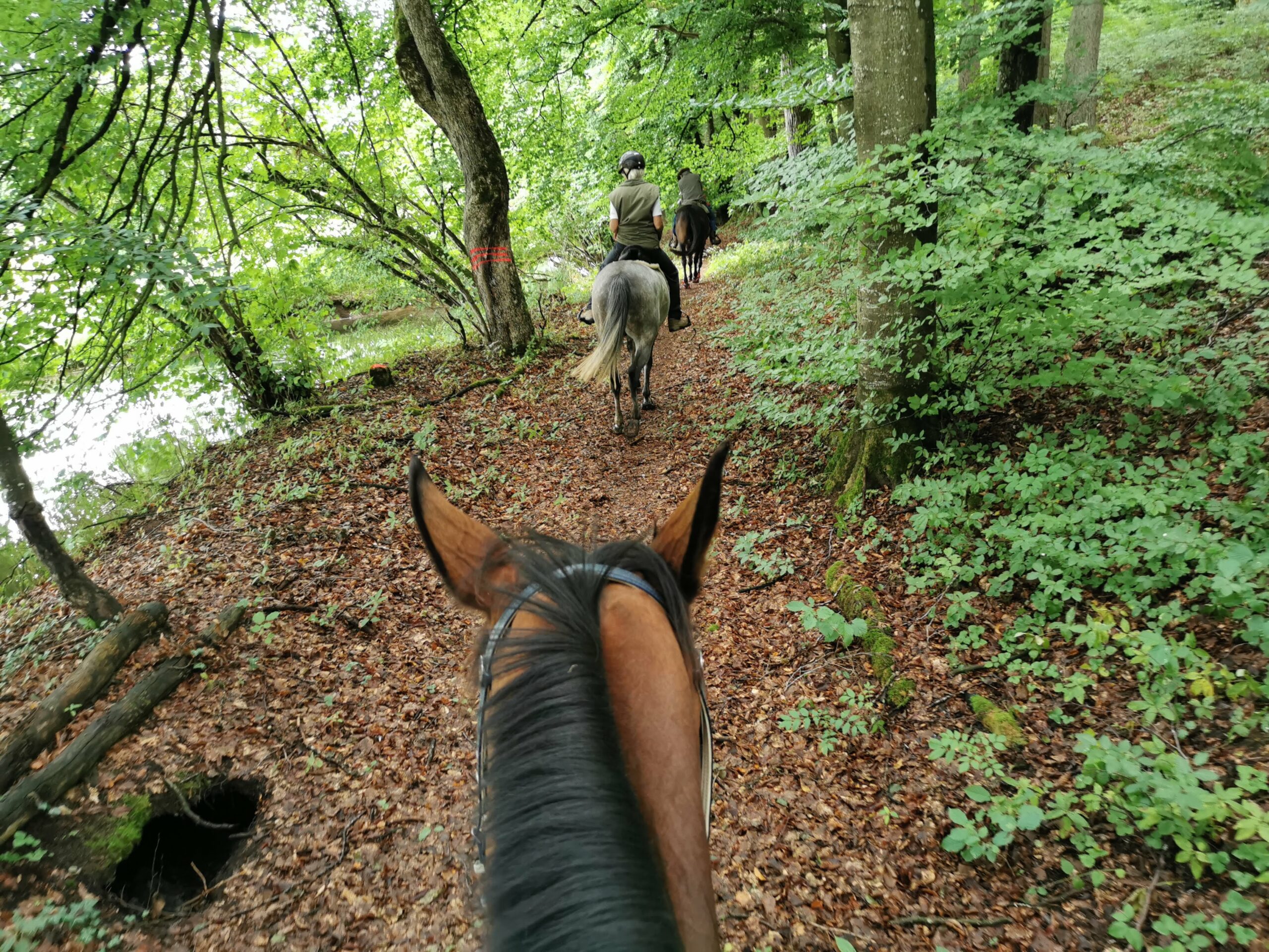 Wald-mühltal